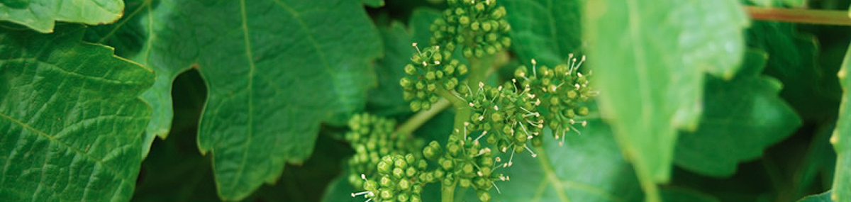 Frog Choir Winery